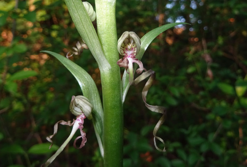 Himantoglossum adriaticum - Rovereto (TN)